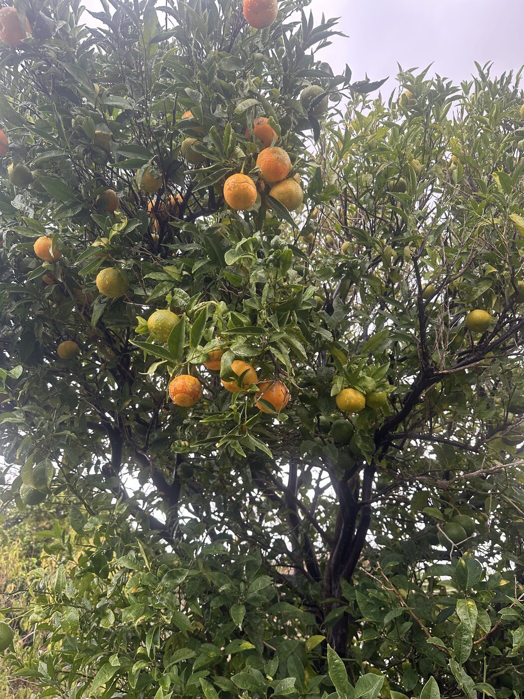 Orange citrus fruit ripening on a tree