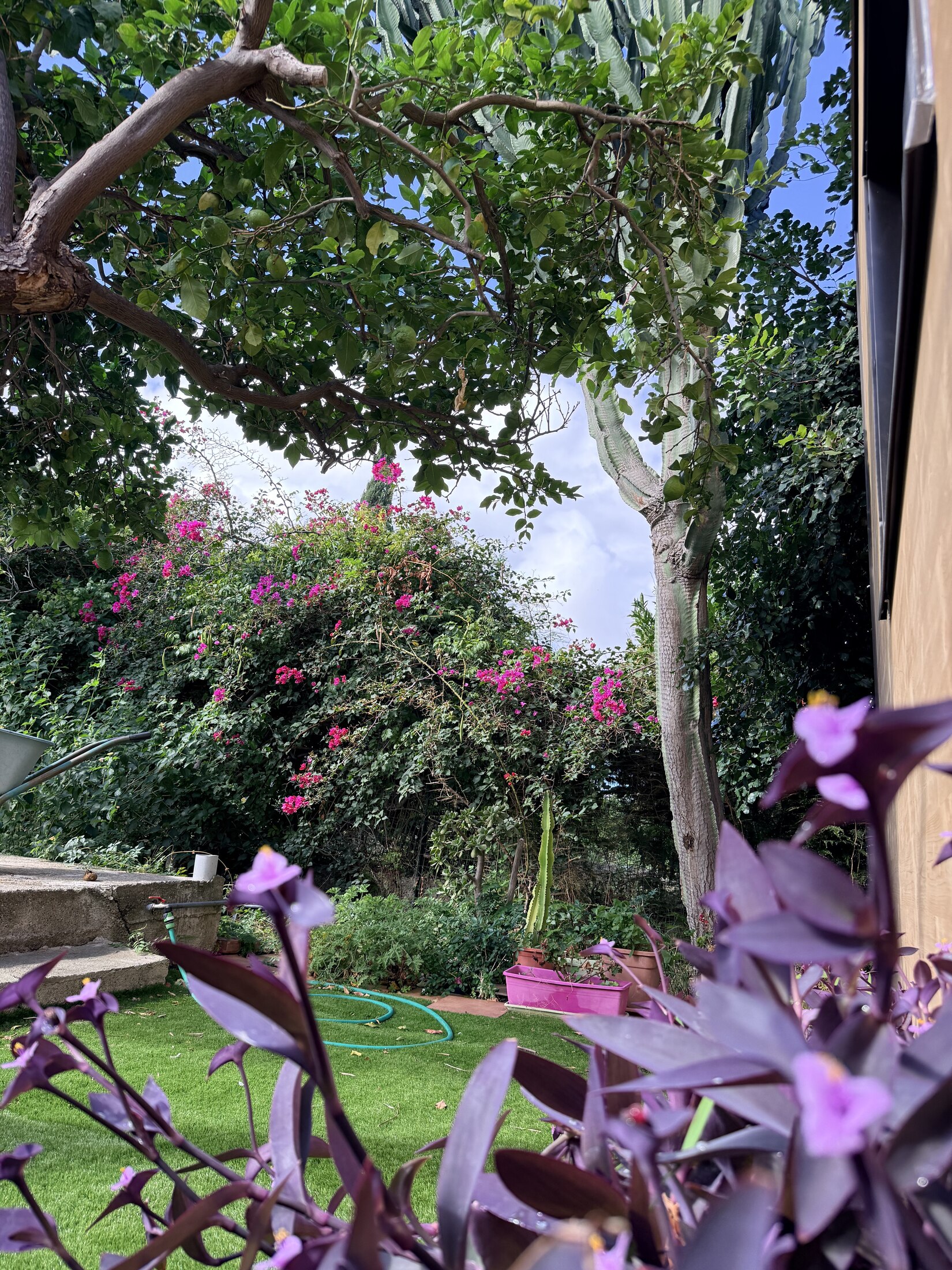 Purple and pink flowers framing a garden path