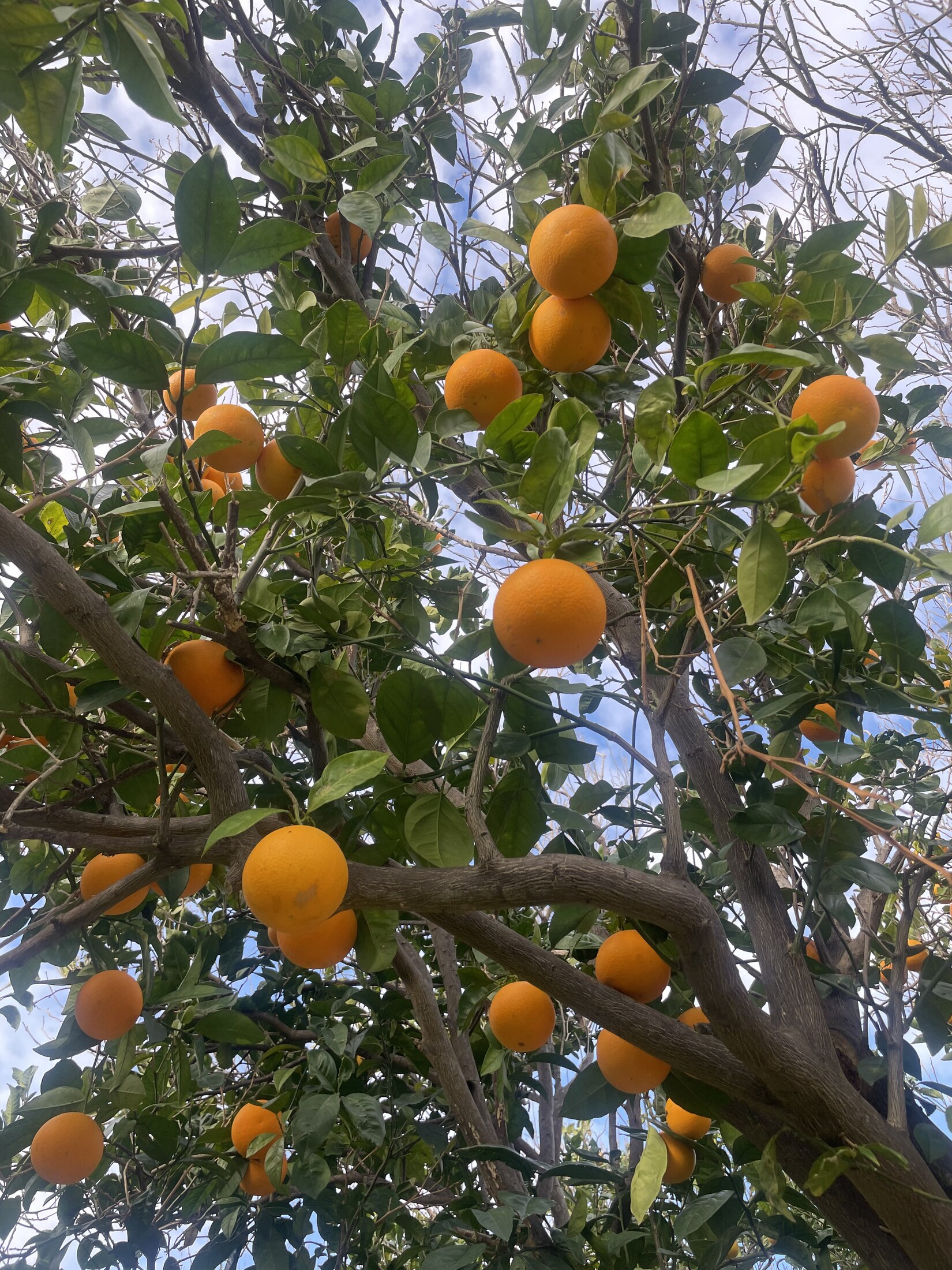 Ripe oranges filling the branches of a garden tree