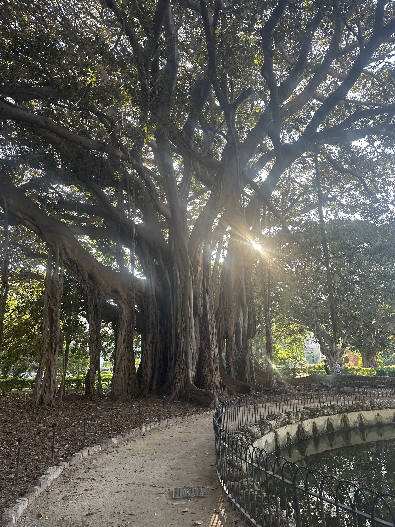 An old spreading tree with sunlight filtering through its branches
